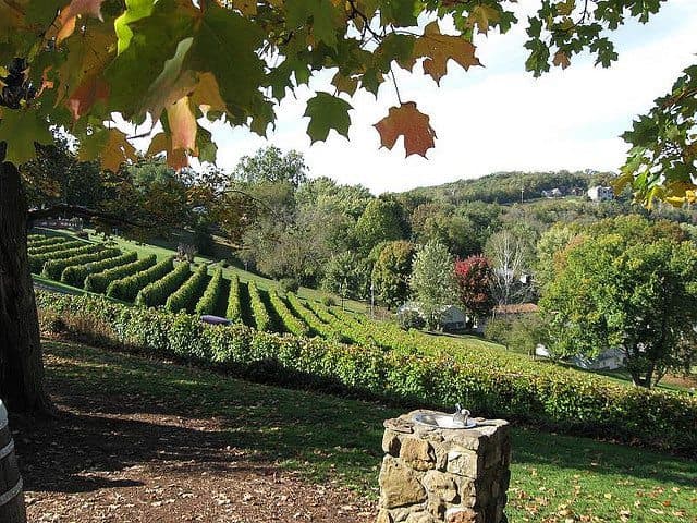 A scenic view of rolling vineyards surrounded by lush greenery under a clear sky.