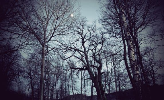 A dark, moody forest with bare trees silhouetted against a twilight sky. A dark, moody forest with bare trees silhouetted against a twilight sky.