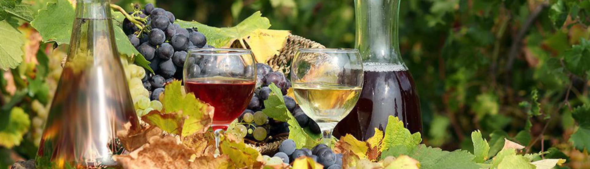Grapes and wine tasting event.