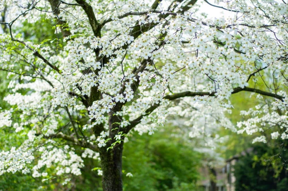 A flowering tree covered in white blossoms surrounded by green foliage.
