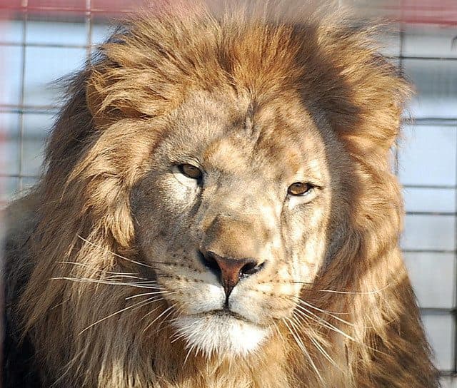 A close-up of a lion's face with a majestic mane.