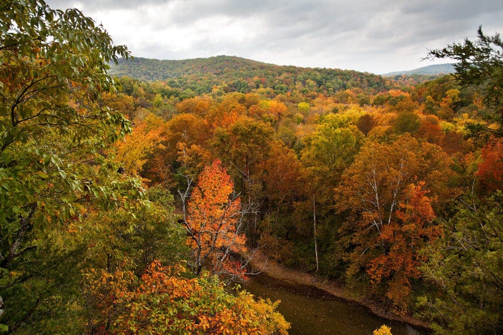A scenic view of a forest in autumn, showcasing vibrant orange and yellow foliage against a cloudy sky.