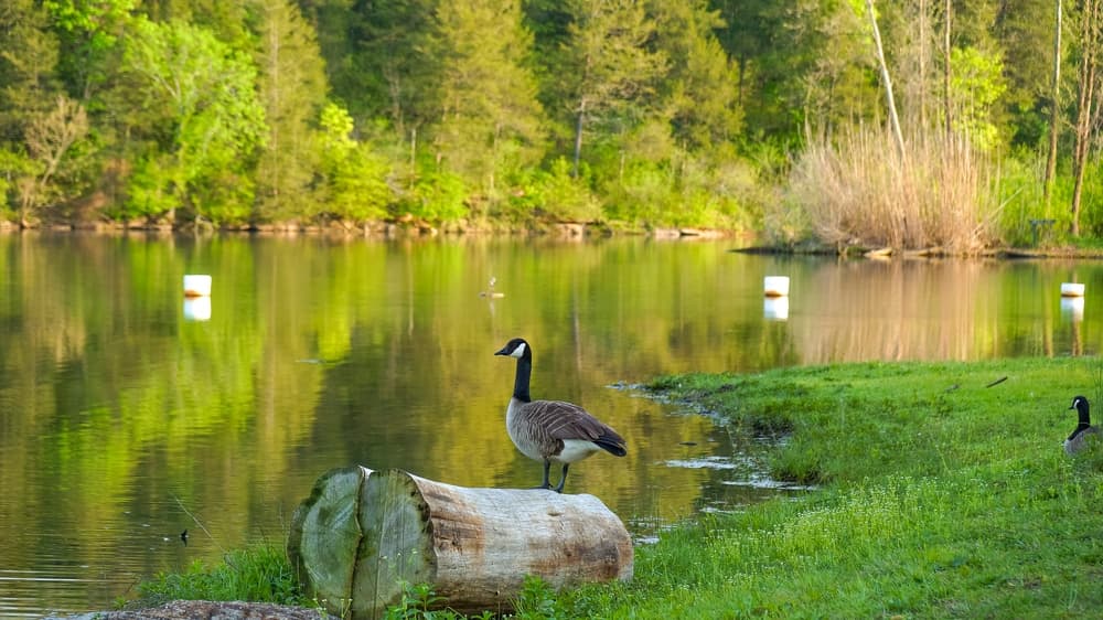 A goose stands on a log by a serene lake surrounded by greenery.