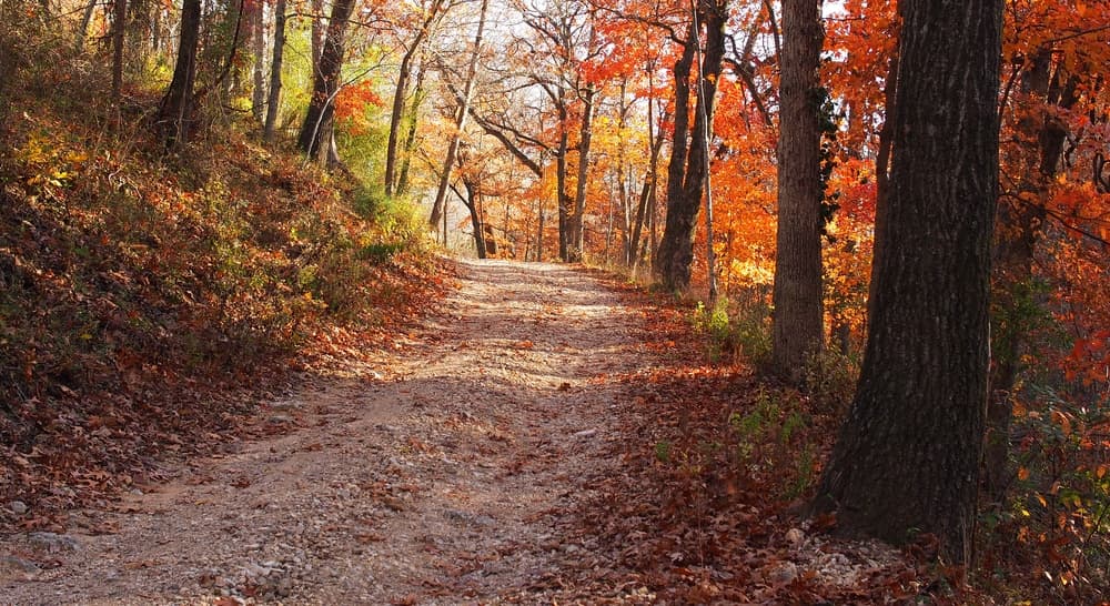 A winding dirt path surrounded by vibrant autumn foliage.
