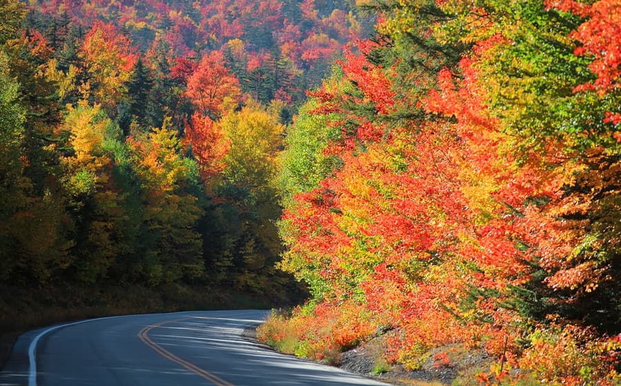 A winding road flanked by vividly colored autumn trees. A winding road flanked by vividly colored autumn trees.
