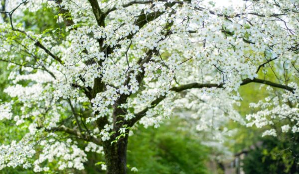 Dogwood Canyon Nature Park, photo of a beautiful dogwood tree in full bloom